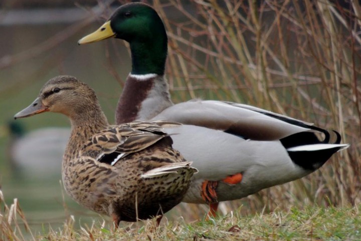 Couple canards Colvert