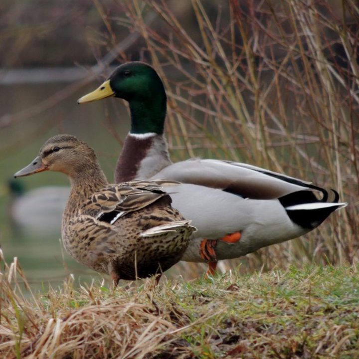 Couple canards Colvert