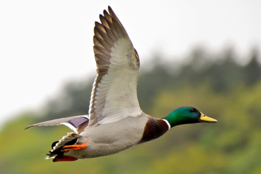 Canard Colvert